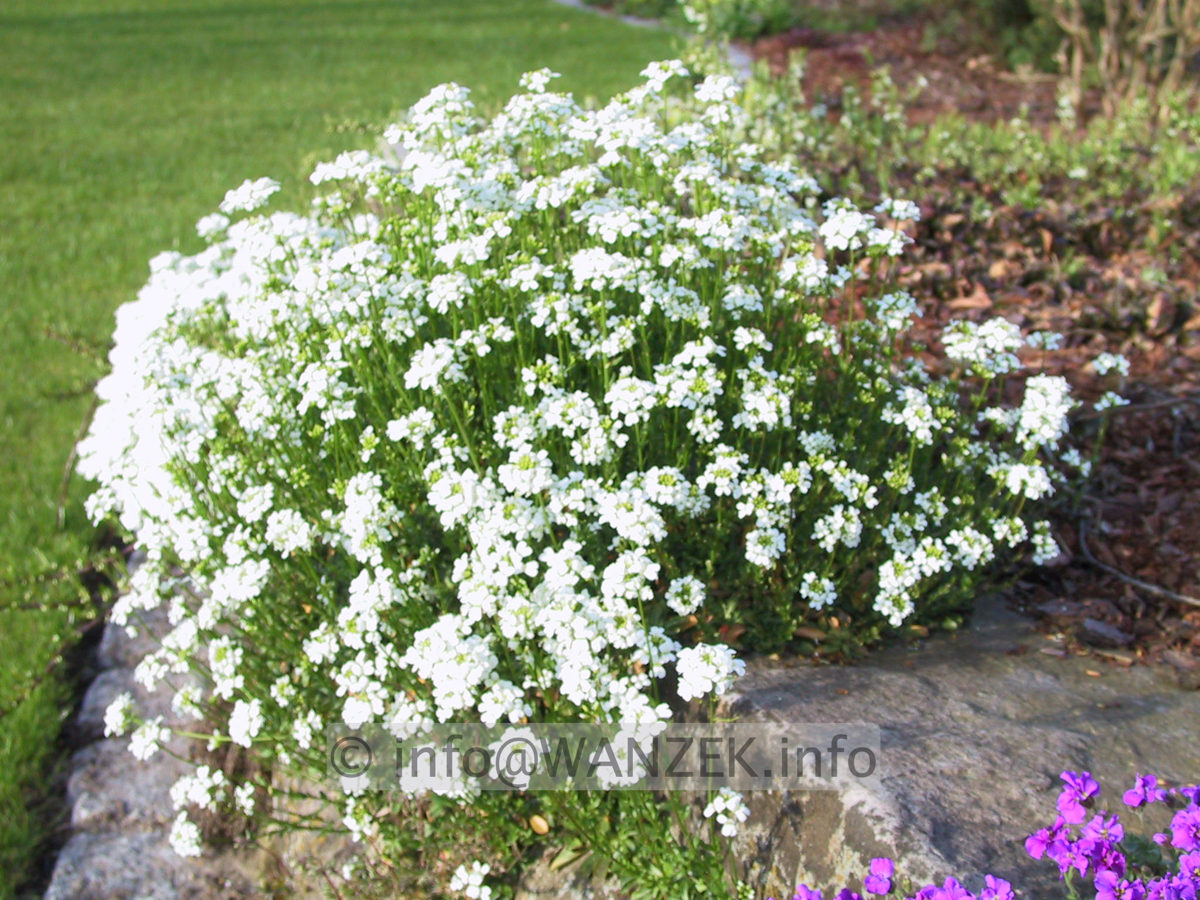 Iberis saxatilis 02.JPG